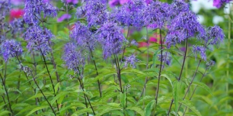 Phlox panicled genius: recenzije, fotografije i opis